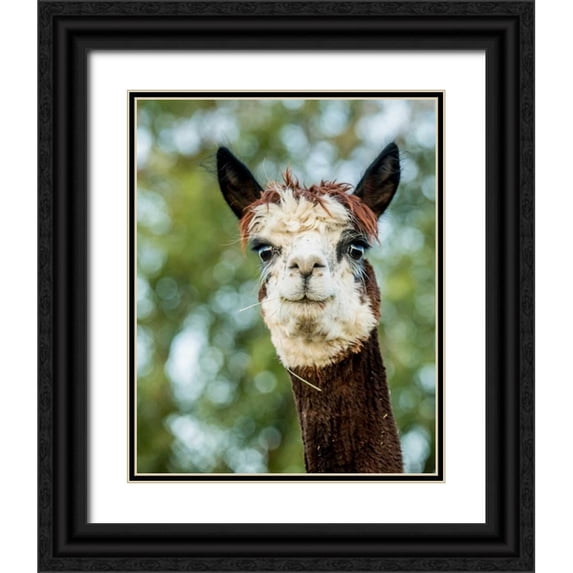 Stockton, Tyler 20x24 Black Ornate Wood Framed with Double Matting Museum Art Print Titled - Alpaca Portrait II