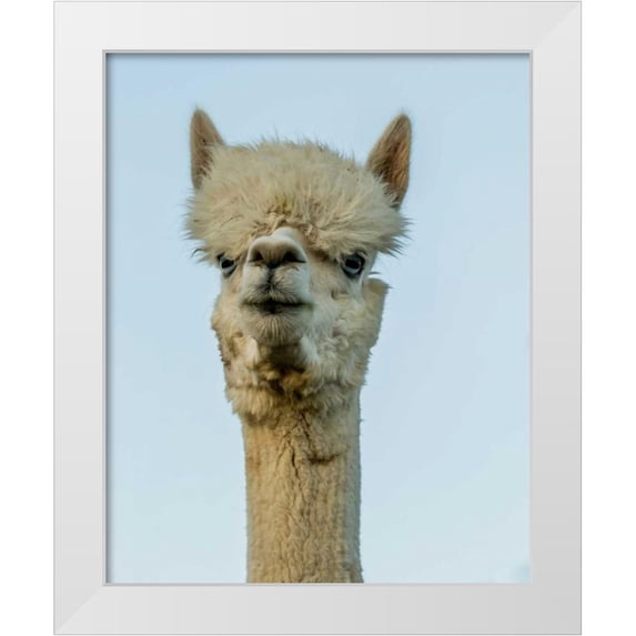 Stockton, Tyler 20x24 White Modern Wood Framed Museum Art Print Titled - Alpaca Portrait IV