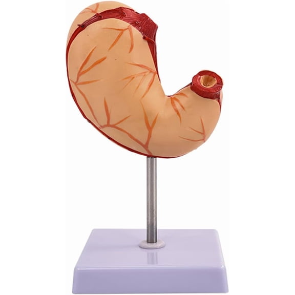 Stomach Anatomical Model, 1:1 Life-size Human Stomach Model, Model Teaching Tool for Classroom Demonstration, Study, Science Education and Desktop Display