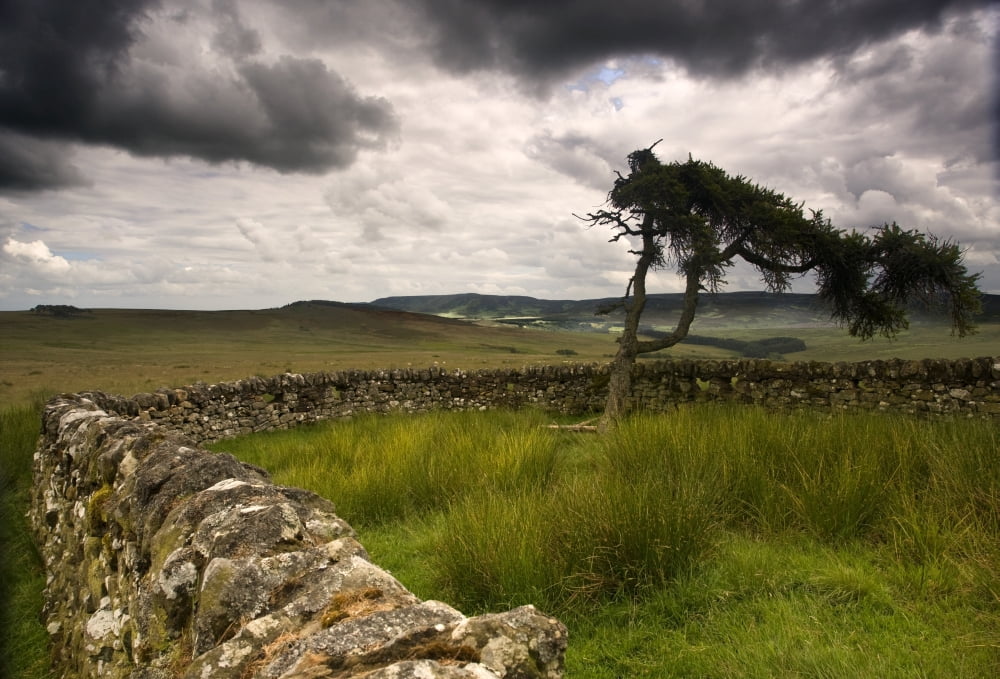 Stone Fence And Tree With Storm Clouds Yorkshire England Canvas Art - John Short Design Pics (17 x 11)