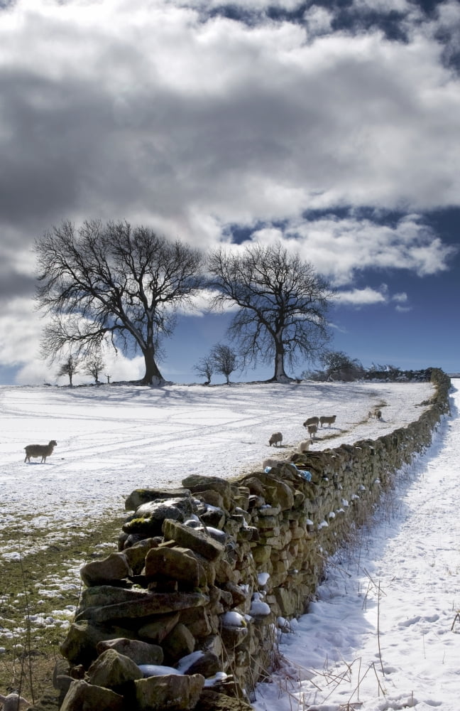 Stone Fence Weardale County Durham England Canvas Art - John Short Design Pics (22 x 34)