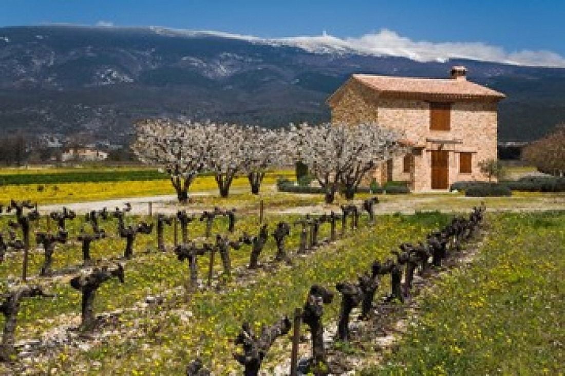Stone House and Vineyard Mt Ventoux Canvas Art - David Barnes DanitaDelimont (26 x 18)