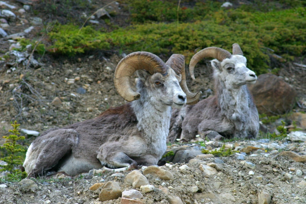 Stone Mountain Sheep Stone Mountain Provincial Park British Columbia Canvas Art - Robert Postma Design Pics (17 x 11)