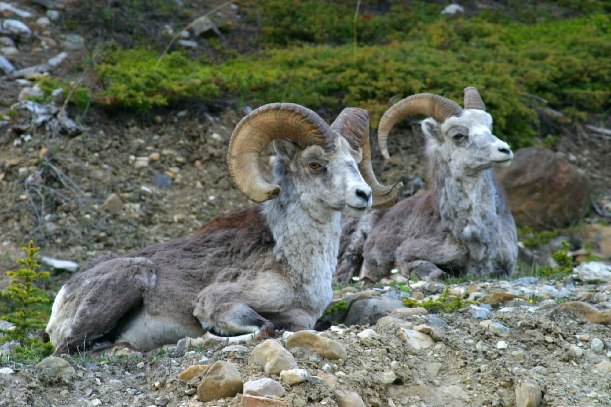 Stone Mountain Sheep Stone Mountain Provincial Park British Columbia Canvas Art - Robert Postma Design Pics (34 x 22)