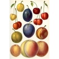 thumbnail image 1 of Stone fruit or drupes.  From Meyers Lexicon, published 1927. by Ken Welsh / Design Pics (11 x 17), 1 of 3
