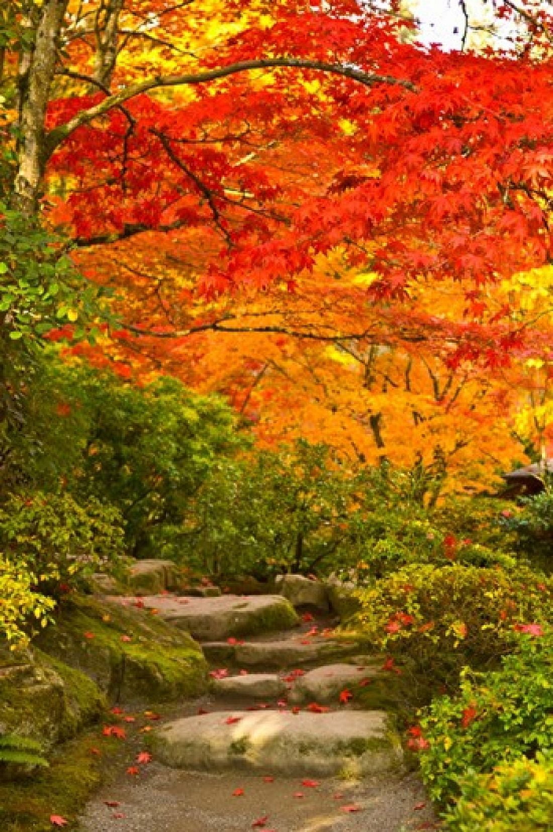 Stone steps in a forest in autumn Washington State USA Canvas Art - Panoramic Images (24 x 36)