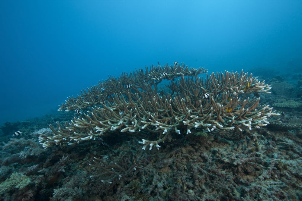 Stony corals in Beqa Lagoon Fiji Canvas Art - Terry MooreStocktrek Images (18 x 12)