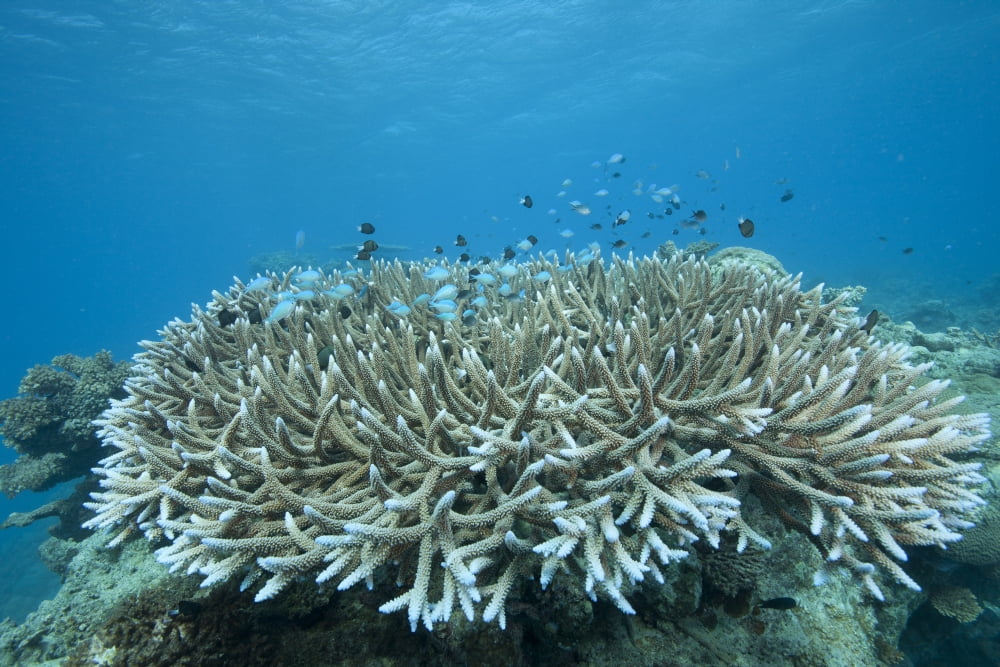 Stony corals in Beqa Lagoon Fiji Canvas Art - Terry MooreStocktrek Images (18 x 12)