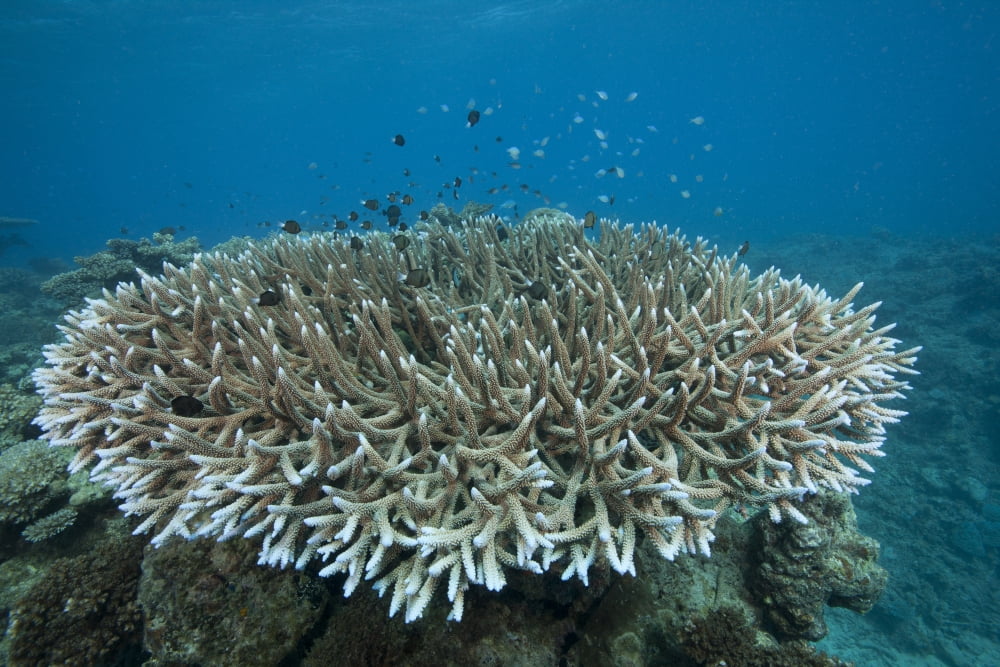 Stony corals in Beqa Lagoon Fiji Canvas Art - Terry MooreStocktrek Images (35 x 23)