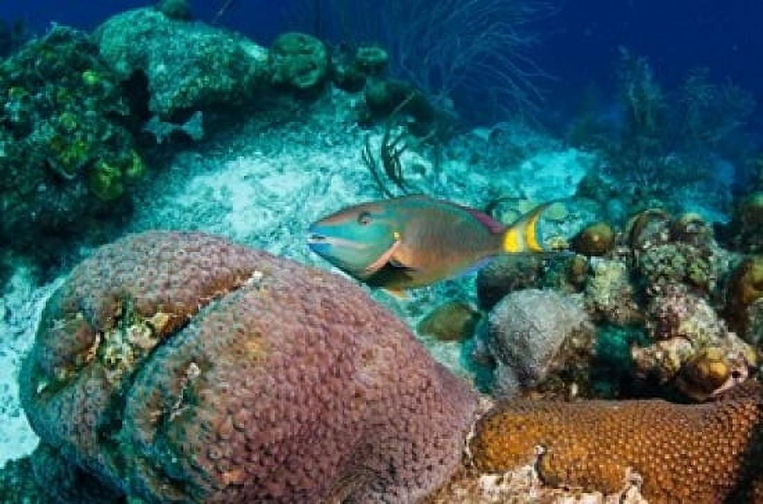Stoplight Parrotfish Bonaire Netherlands Antilles Canvas Art - Pete Oxford DanitaDelimont (18 x 12)