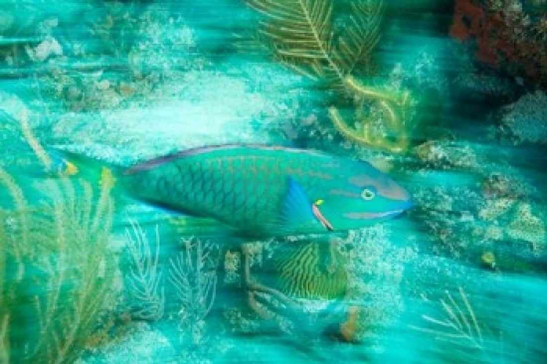 Stoplight Parrotfish Virgin Gorda Island British Virgin Islands Caribbean Canvas Art - Stuart Westmorland DanitaDelimont (24 x 15)