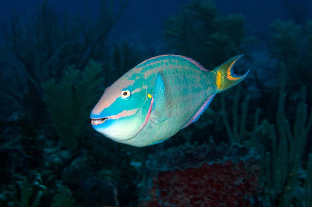 Stoplight Parrotfish on Caribbean reef Canvas Art - Karen DoodyStocktrek Images (18 x 12)