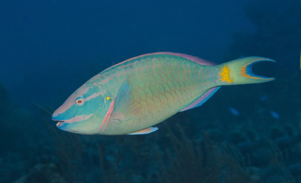 Stoplight Parrotfish on Caribbean reef Canvas Art - Karen DoodyStocktrek Images (19 x 11)