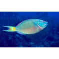 thumbnail image 1 of Stoplight Parrotfish on Caribbean reef Poster Print by Karen Doody/Stocktrek Images (34 x 22), 1 of 1