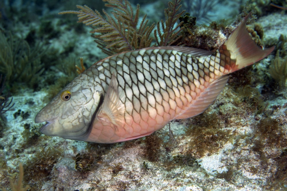 Stoplight parrotfish Key Largo Florida Canvas Art - Michael WoodStocktrek Images (18 x 12)