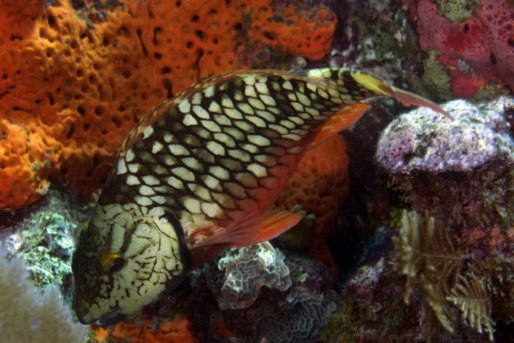 Stoplight parrotfish Key Largo Florida Canvas Art - Michael WoodStocktrek Images (35 x 23)