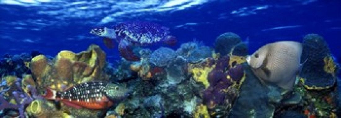 Stoplight parrotfish (Sparisoma viride) with a Hawksbill Turtle (Eretmochelys Imbricata) underwater Canvas Art - Panoramic Images (18 x 7)