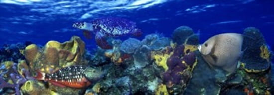 Stoplight parrotfish (Sparisoma viride) with a Hawksbill Turtle (Eretmochelys Imbricata) underwater Canvas Art - Panoramic Images (36 x 13)