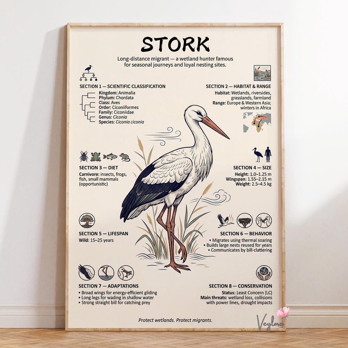 Stork Infographic Wildlife Wall Decor - Walmart.com