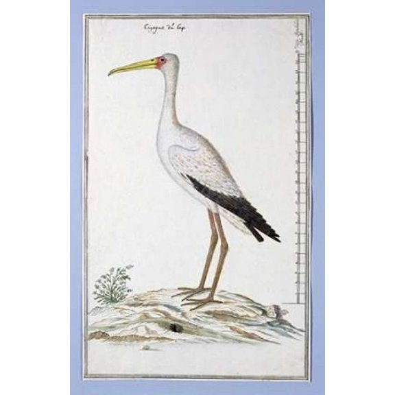 Stork Poster Print by Robert J. Gordon