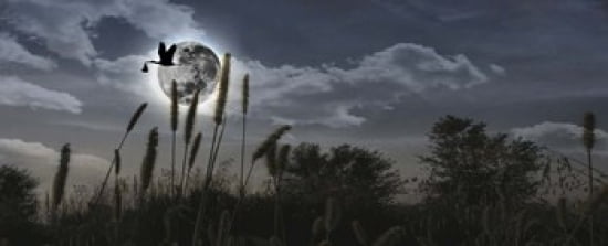 Stork flying with baby in beak over moon Canvas Art - Panoramic Images (30 x 12)
