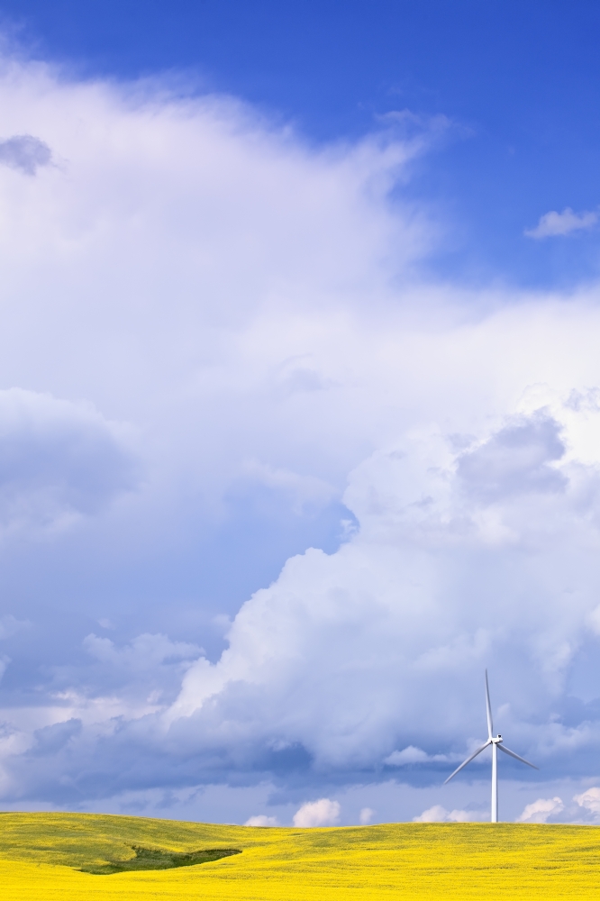 Storm Clouds Over Canola Field With Wind Turbine St Leon Manitoba Canvas Art - Ken Gillespie Design Pics (11 x 17)