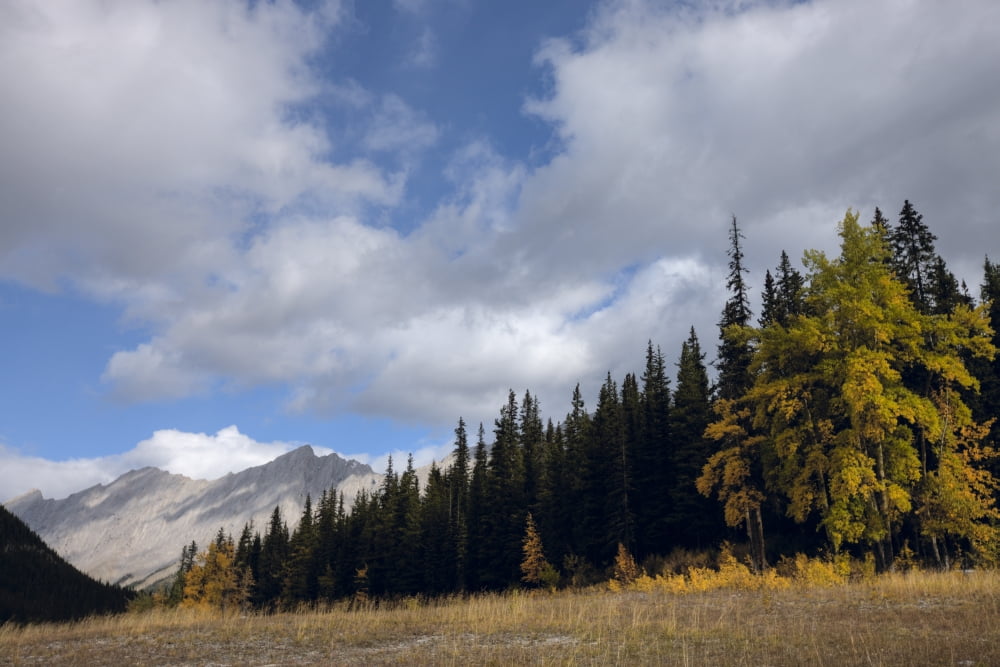 Storm Clouds Over Queen Elizabeth Range In Fall Jasper National Park Alberta Canvas Art - Dan Jurak Design Pics (34 x 22)