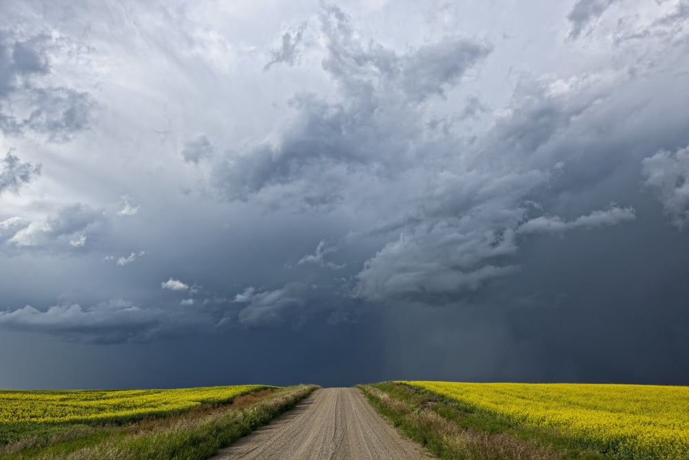 Storm clouds gather over a sunlit canola field and road Alberta Canada Canvas Art - Robert Postma Design Pics (17 x 11)