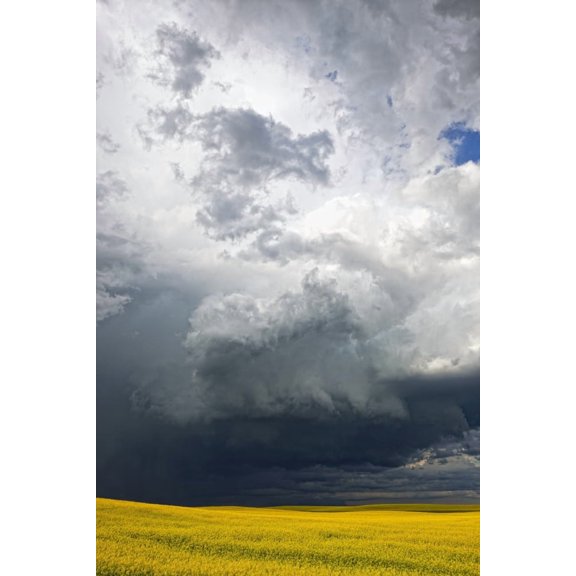 Storm clouds gather over a sunlit canola field in southern Alberta Alberta Canada Canvas Art - Robert Postma  Design Pics (22 x 34)