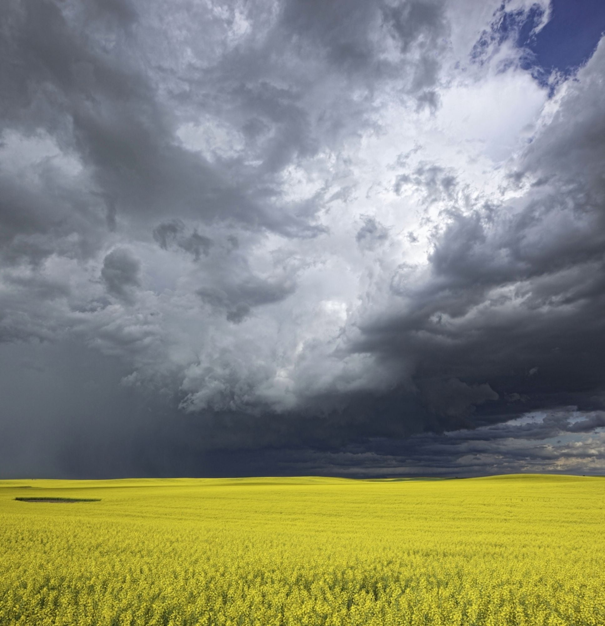 Storm clouds gather over a sunlit canola field in southern Alberta Alberta Canada Canvas Art - Robert Postma Design Pics (26 x 28)