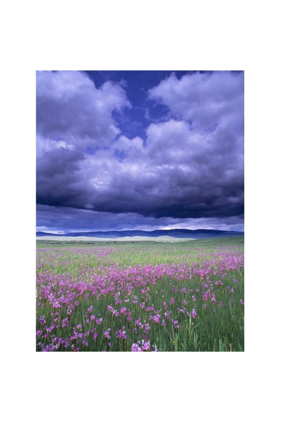 Stormy Clouds Approaching Field of Shooting Star Wildflowers Poster Print by Natural Selection John Reddy, 26 x 34 - Large