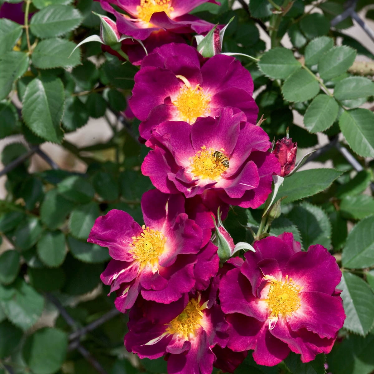 Stormy Weather Purple Climbing Rose - Bare Root Fragrant Blossom