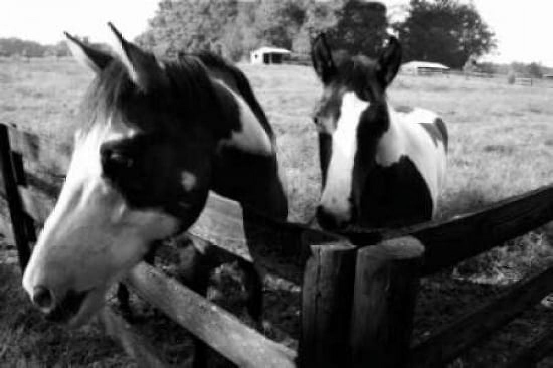 Stormy and Foal I Canvas Art - Alan Hausenflock (24 x 36)
