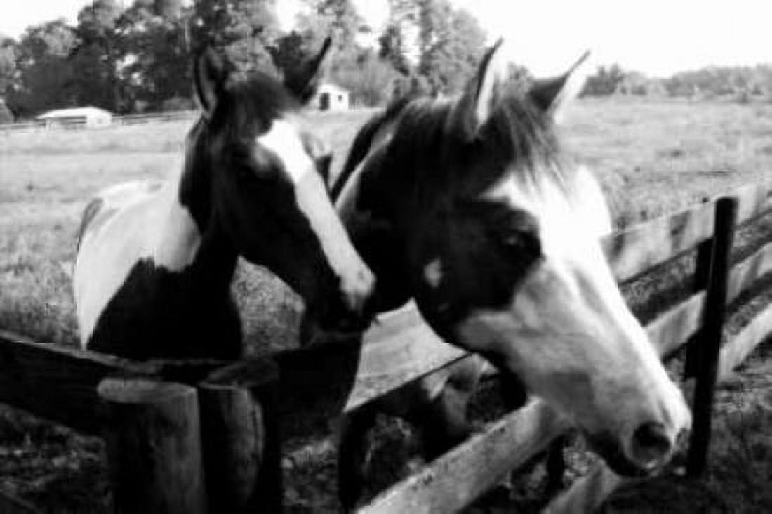 Stormy and Foal II Canvas Art - Alan Hausenflock (24 x 36)