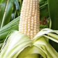 Stowells Evergreen White Corn MMF7 Seeds 100 Count Seed Pack one of