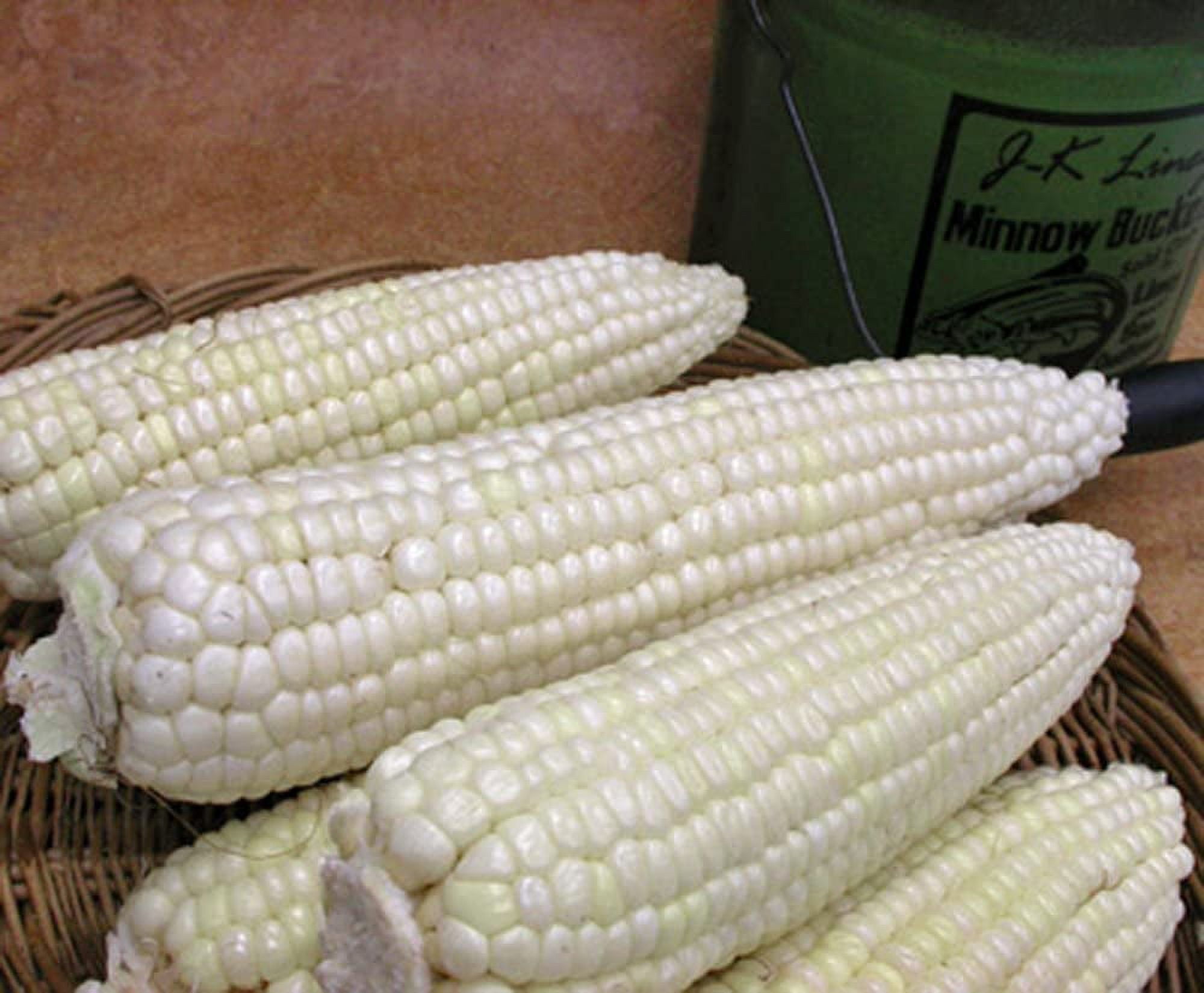 Stowells Evergreen White Corn Seeds 100 Count Seed Pack one of The Best Heirloom Varieties
