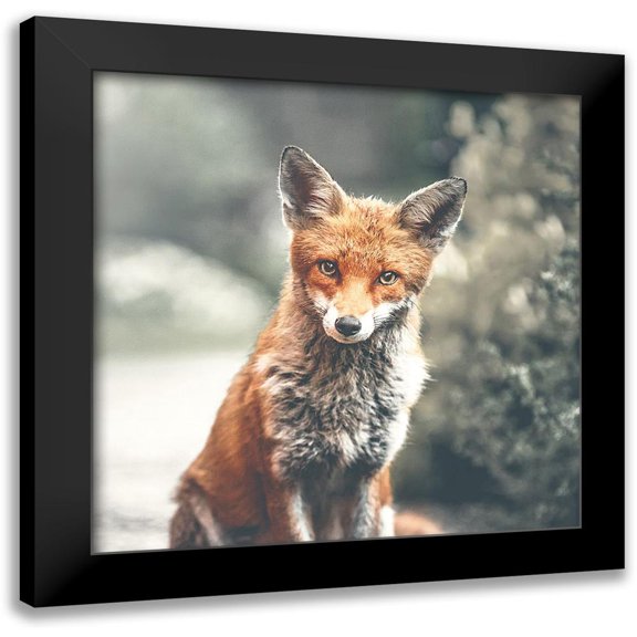 Straatsma, Leah 12x12 Black Modern Framed Museum Art Print Titled - Fox