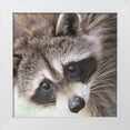 thumbnail image 1 of Straatsma, Leah 12x12 White Modern Wood Framed Museum Art Print Titled - Raccoon, 1 of 4