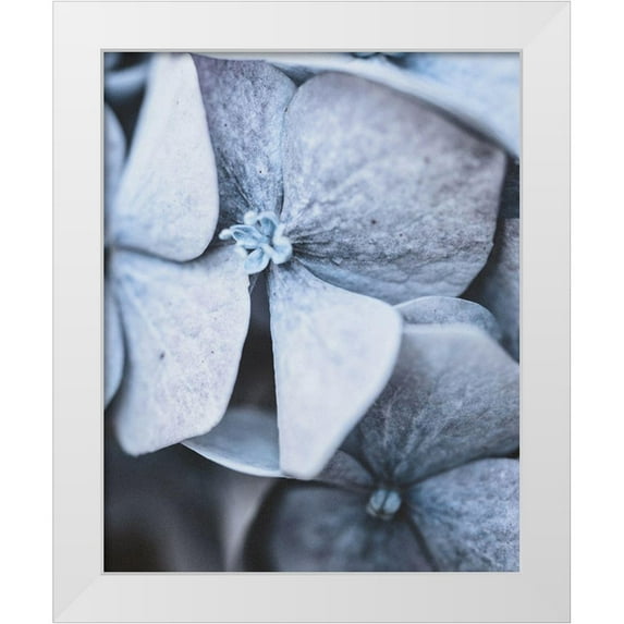 Straatsma, Leah 20x24 White Modern Wood Framed Museum Art Print Titled - Blue Hydrangea Close Up
