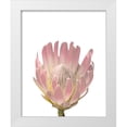 thumbnail image 1 of Straatsma, Leah 26x32 White Modern Wood Framed Museum Art Print Titled - Blush Protea, 1 of 4