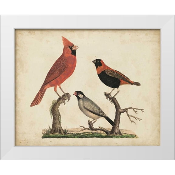 Strack, Friedrich 14x12 White Modern Wood Framed Museum Art Print Titled - Cardinal and Grosbeak