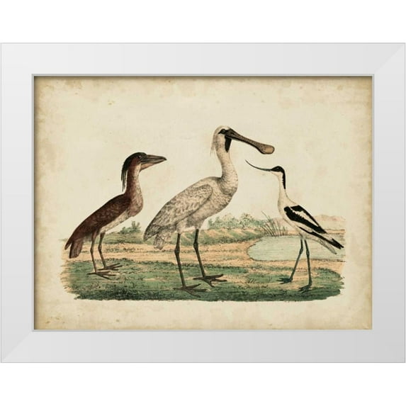 Strack, Friedrich 18x15 White Modern Wood Framed Museum Art Print Titled - Avocet and Boat-Billed Heron