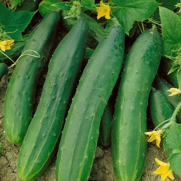 Straight 8 Elite F1 Hybrid Cucumber Seeds - 1 Oz ~950 Seeds - Non-GMO, F1 Hybrid - Vegetable Garden - Cucumis sativus