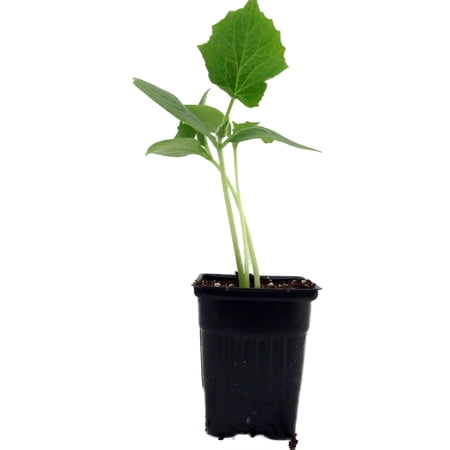 Straight Eight Cucumber - Grown By Hirt's - 4" Pot
