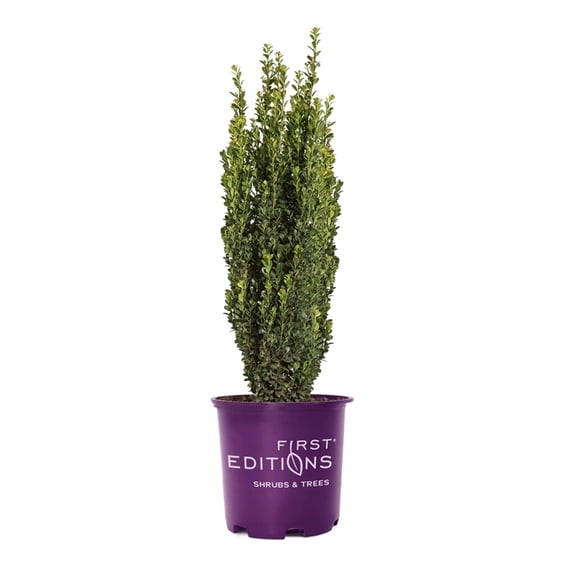 First Editions Straight and Narrow Japanese Holly - 3 Gallon Pot, Live Evergreen Shrub, Full Sun, Outdoor