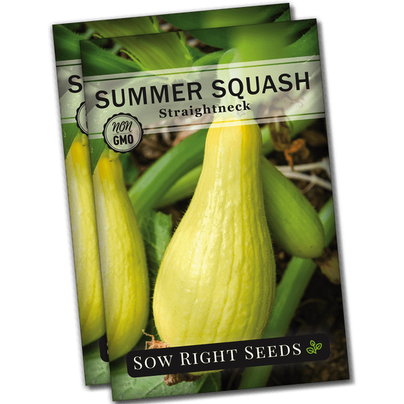 Straightneck Summer Squash Seeds - Non GMO Heirloom Varieties for your Home Vegetable Garden - 2 Pack