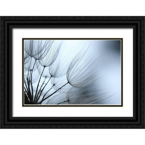 Stramel, Renee W. 14x11 Black Ornate Wood Framed with Double Matting Museum Art Print Titled - Macro Dandilion XI
