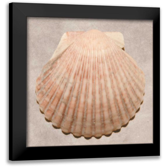 Stramel, Renee W. 15x15 Black Modern Framed Museum Art Print Titled - Weathered Shell Sampler