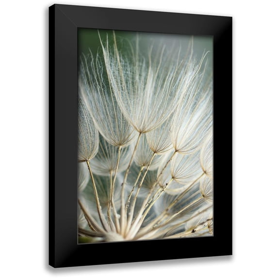 Stramel, Renee W. 17x24 Black Modern Framed Museum Art Print Titled - Macro Dandilion II