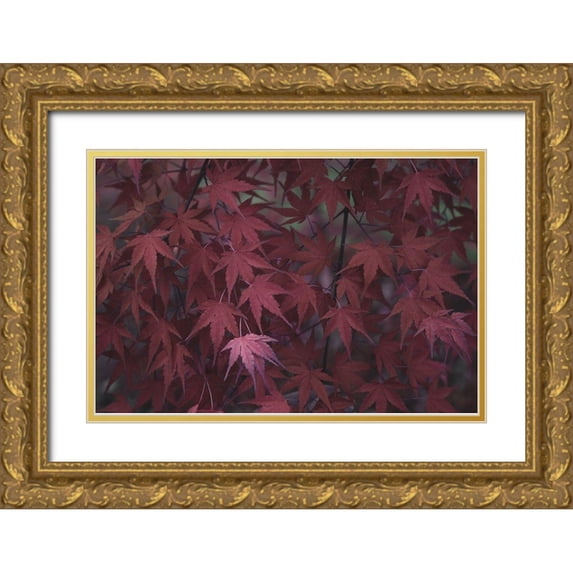 Stramel, Renee W. 18x13 Gold Ornate Wood Framed with Double Matting Museum Art Print Titled - Natures Textures V
